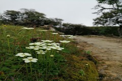 Parnassia chinensis